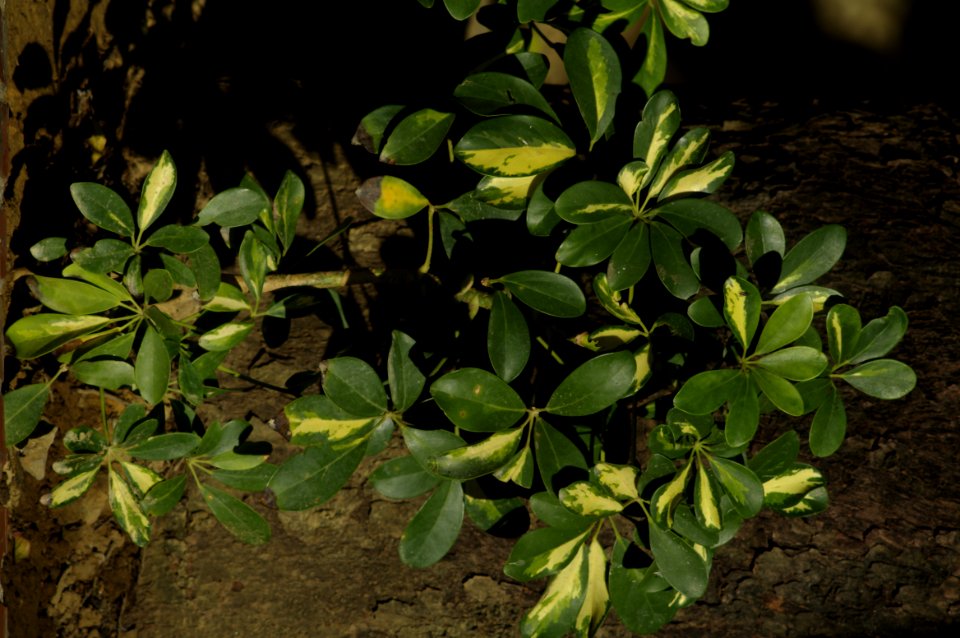 Green Plant By Tree Trunk