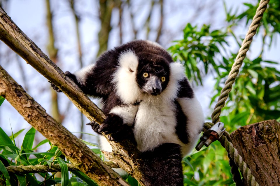 Lemur