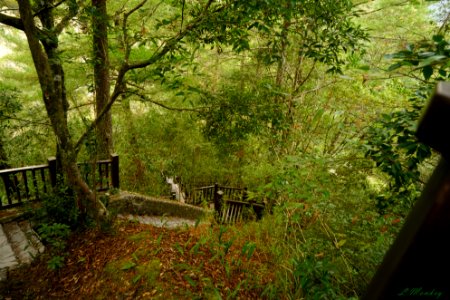 Stairs Through Woods photo