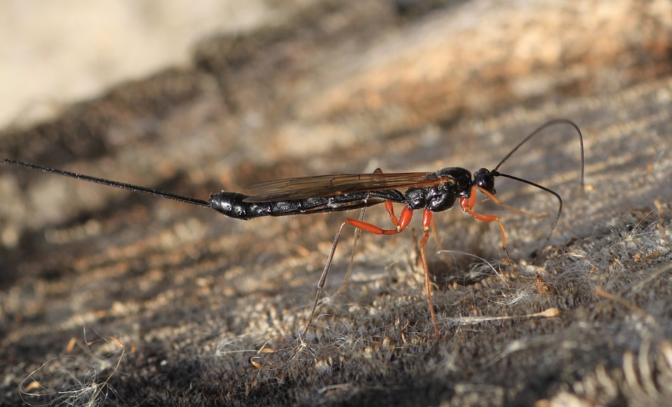 Hymenoptera insect animal