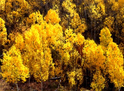 BOULDER MT UT - 2016-09-30 Fall Color -22b