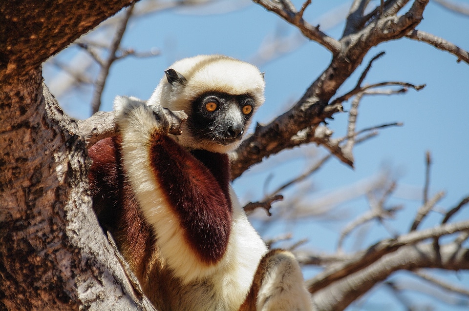 Wildlife wild zoology