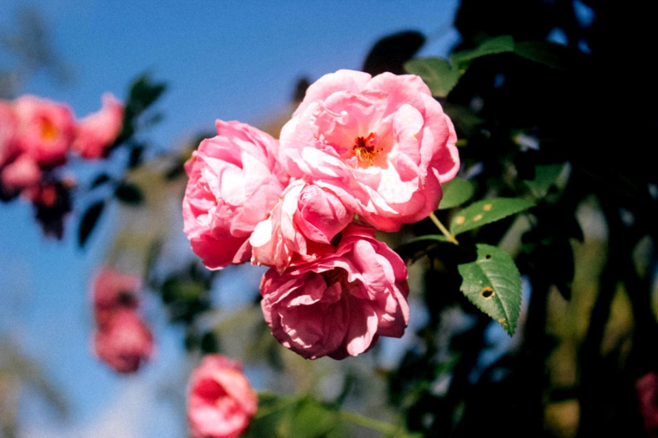 Pink Rose Flowers In Bloom