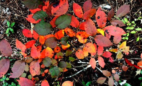 INDIAN RIVER REC AREA NATURE TRAIL(11-01-2016) Indian River Alexander State Forest Evangeline Parish La -17
