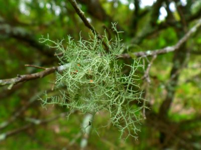 Mossy Growth