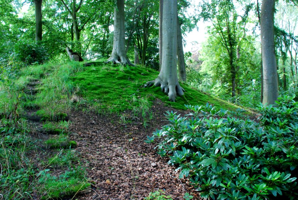 Path Through Forest