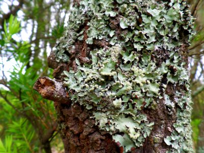 Lovely Lichen