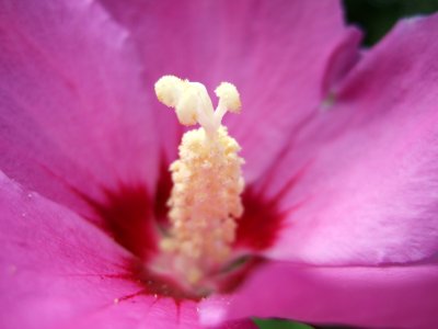 CAMILLE MORENOS - Hibiscus