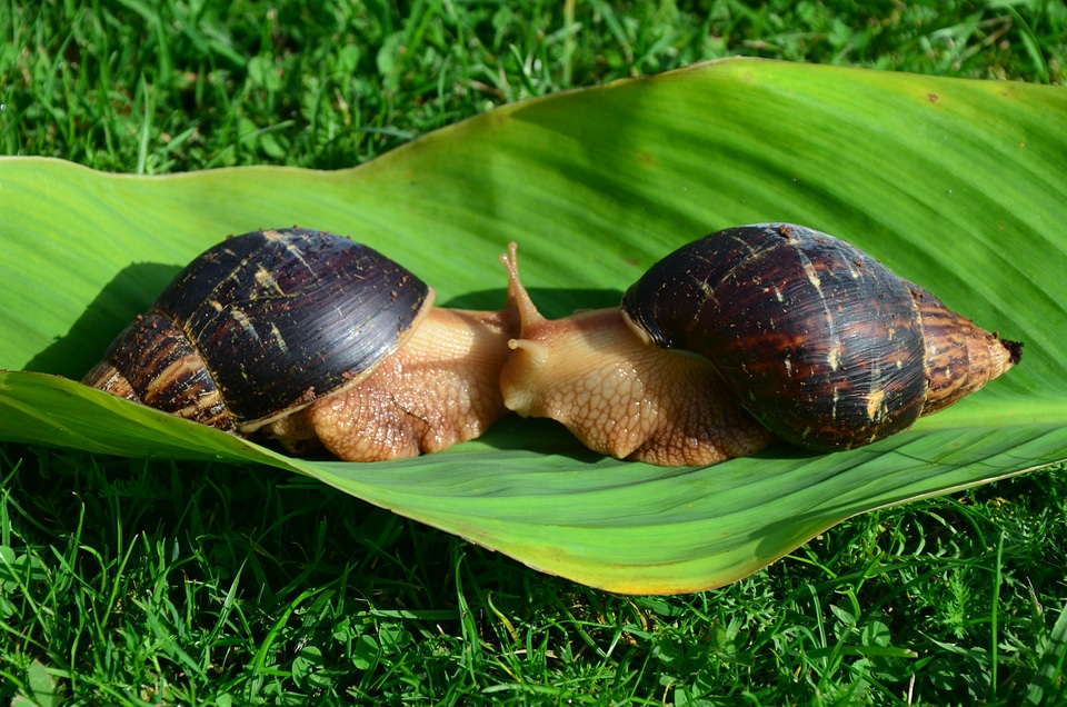Green love pairing