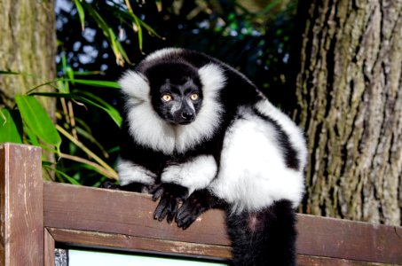 Lemur photo