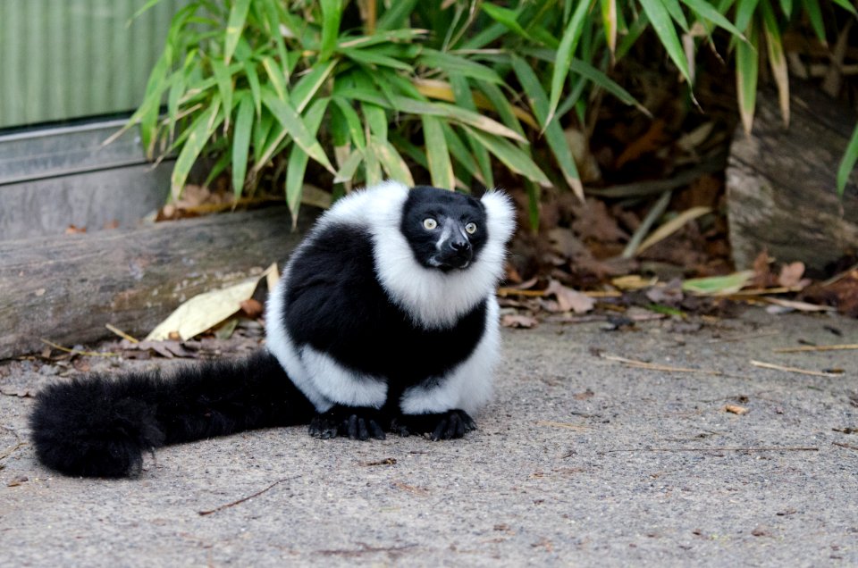 Lemur photo