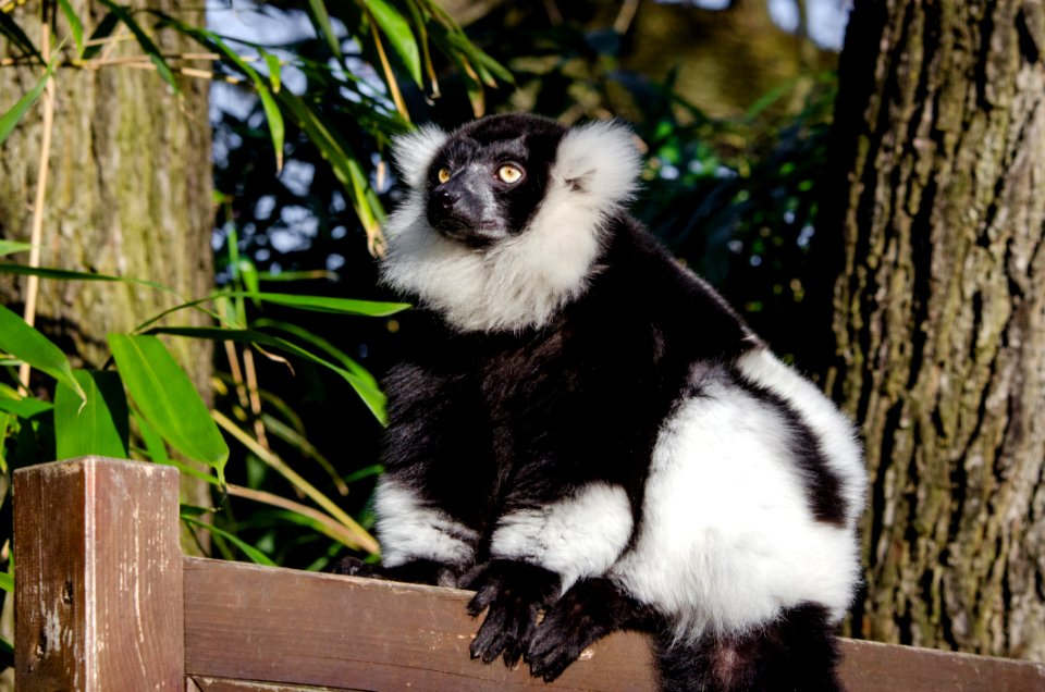 Lemur photo