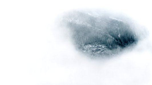 Alpine Forest Through Fog photo