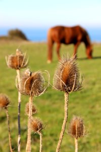 CAMILLE MORENOS - Chardons Et Cheval