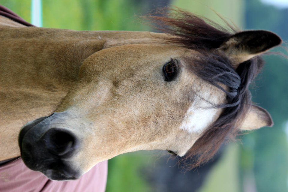 CAMILLE MORENOS -Cheval