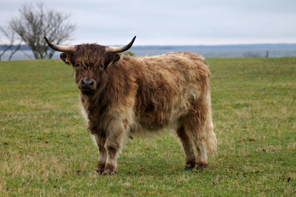 Highland Cattle Gotland