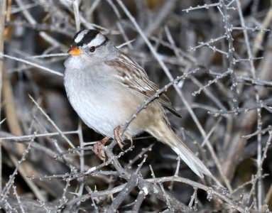 897 - WHITE-CROWNED SPARROW (12-11-2016) Patagonia Lake Santa Cruz Co Az -01