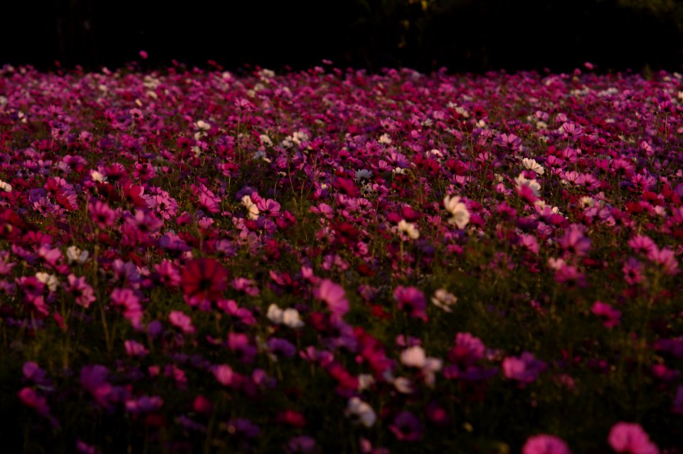 Purple Wildflowers