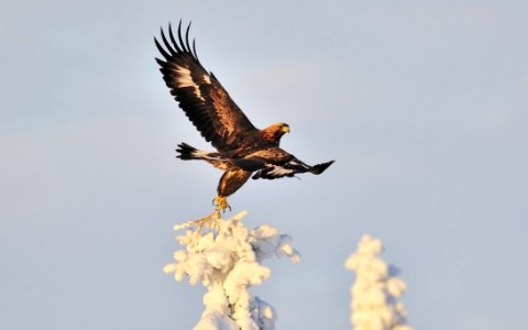Golden Eagle Soar Wings photo