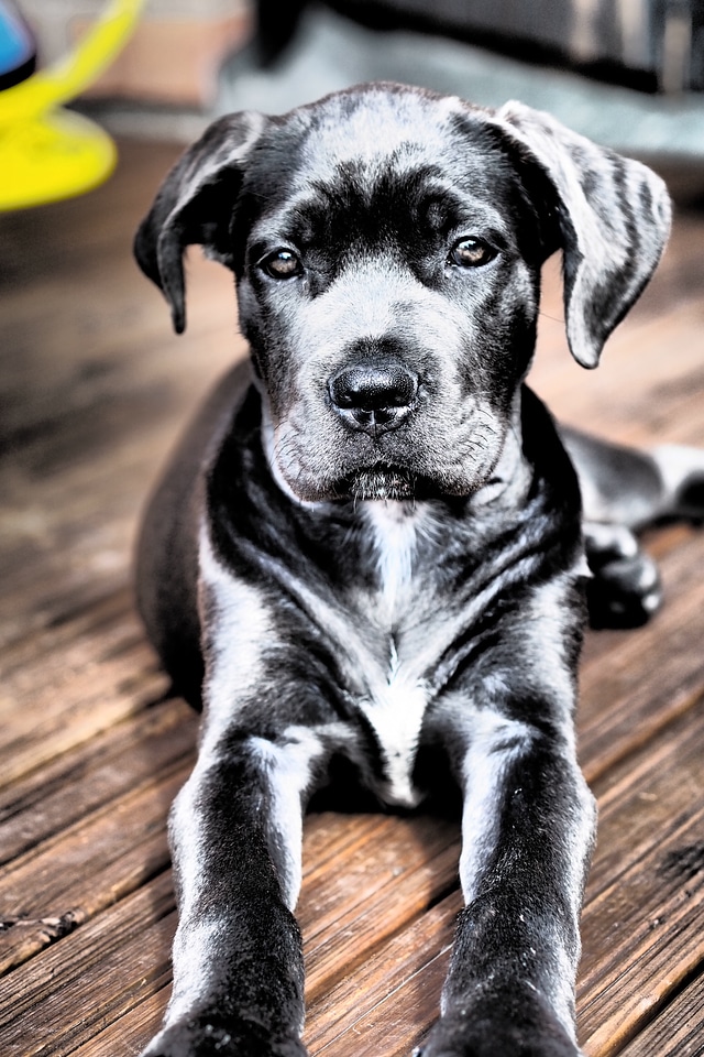 Animal cute cane corso