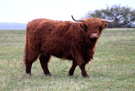 Highland Cattle Gotland photo