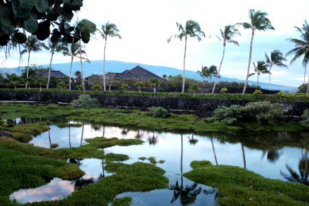 Water Sky Plant Cloud photo