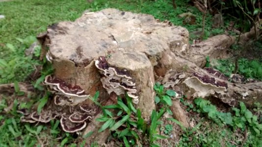 Close Up Of Tree Stump