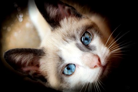 Nose Head Cat Felidae