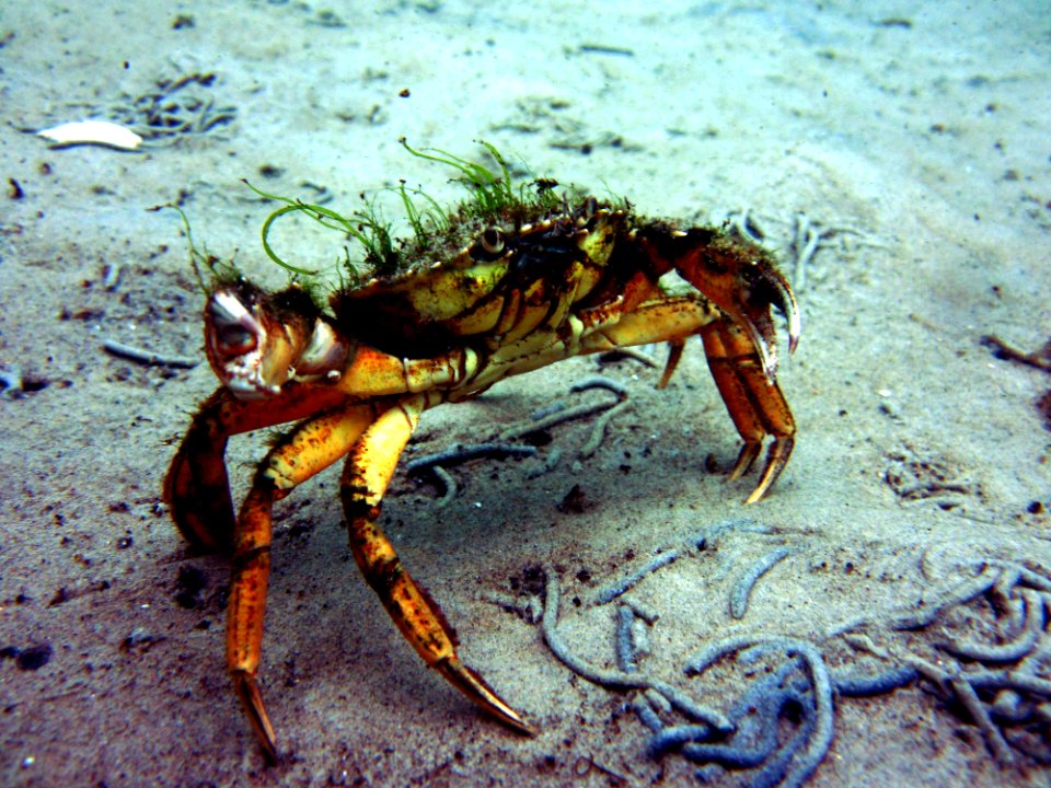 Sea