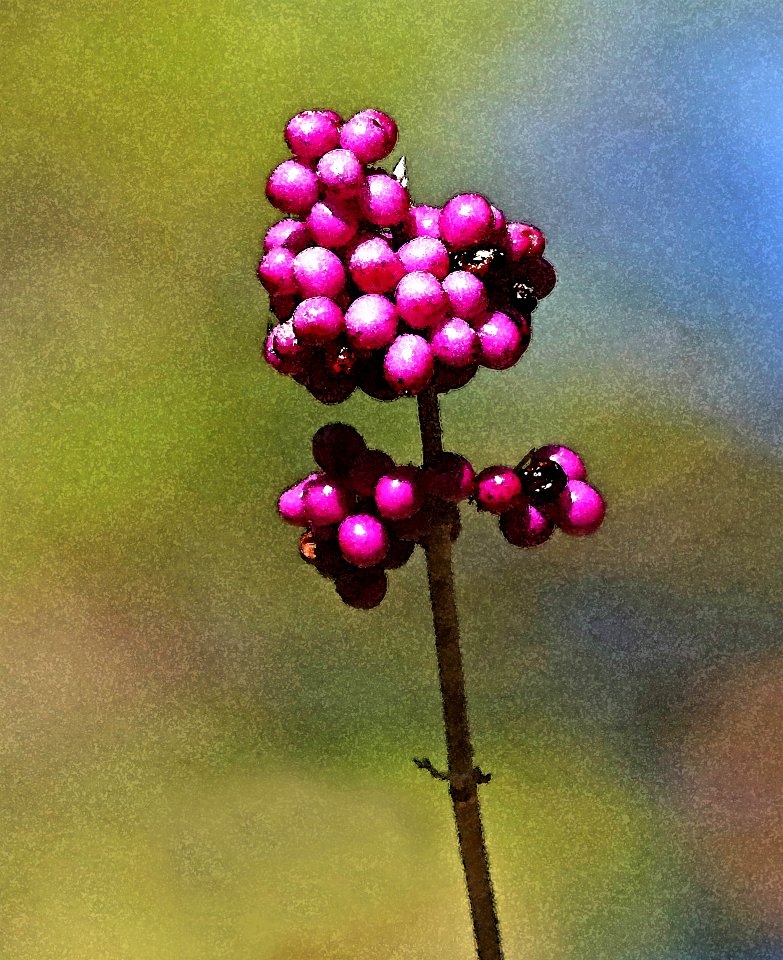 INDIAN RIVER REC AREA NATURE TRAIL(11-01-2016) Indian River Alexander State Forest Evangeline Parish La -27
