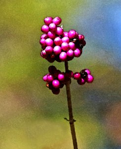 INDIAN RIVER REC AREA NATURE TRAIL(11-01-2016) Indian River Alexander State Forest Evangeline Parish La -27