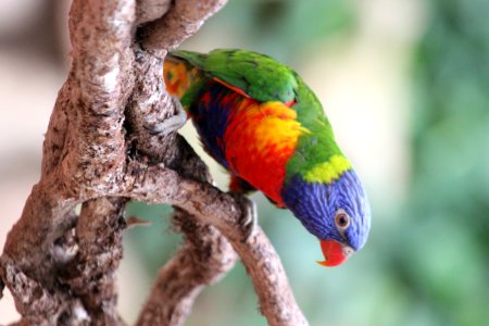 CAMILLE MORENOS - Oiseau Multicolore