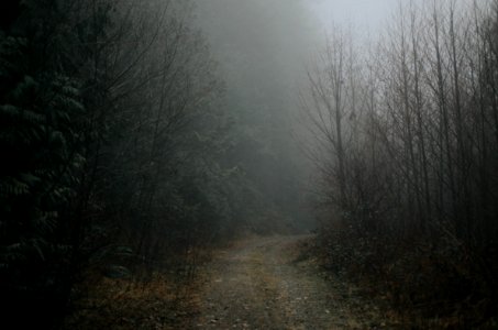 Dark Path photo