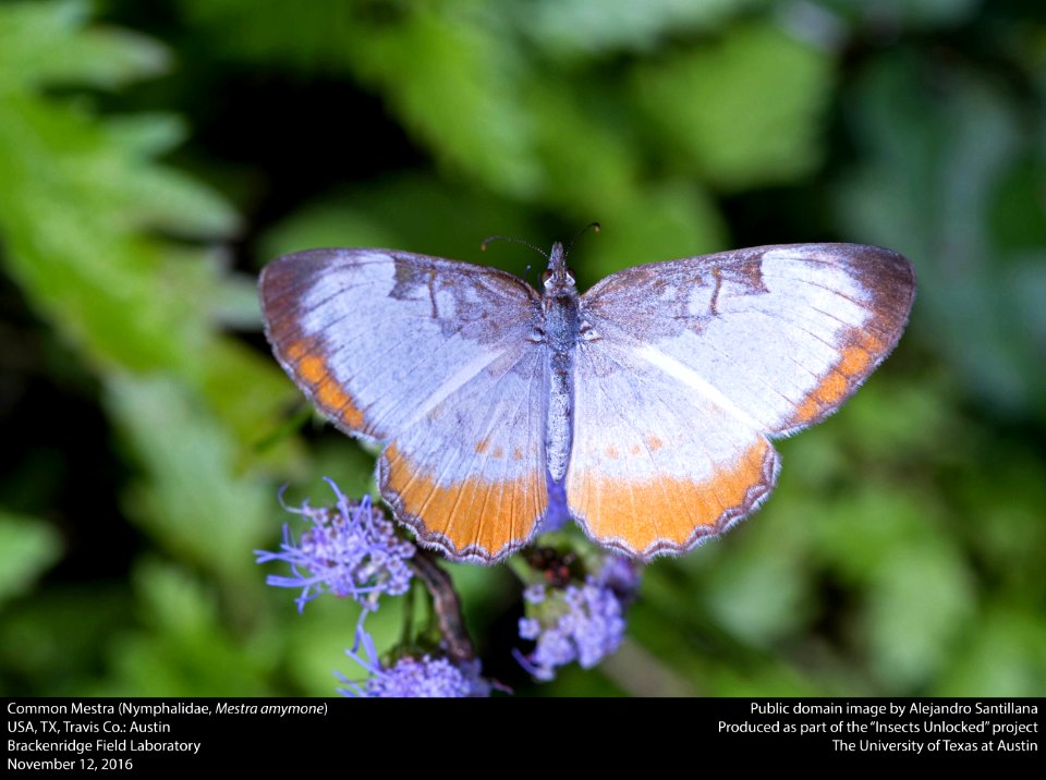 Common Mestra (Nymphalidae Mestra Amymone)