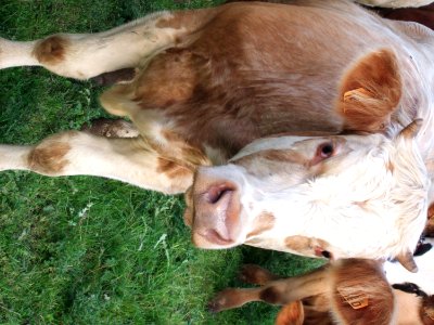 CAMILLE MORENOS -Vache