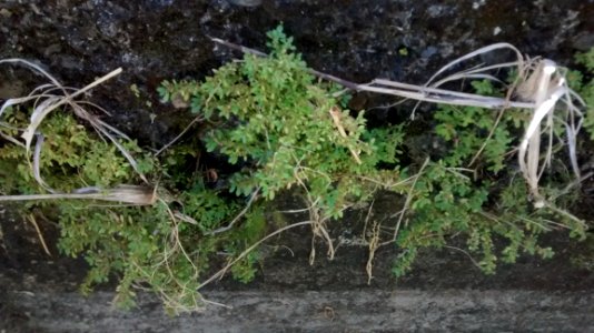 Overgrown Weeds In A Gutter photo
