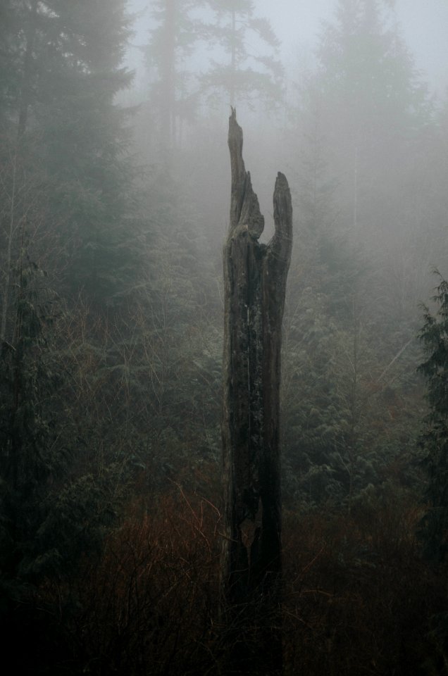 Once Stood A Tree