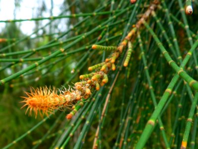 New Growth Two