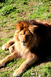 CAMILLE MORENOS -Lion photo