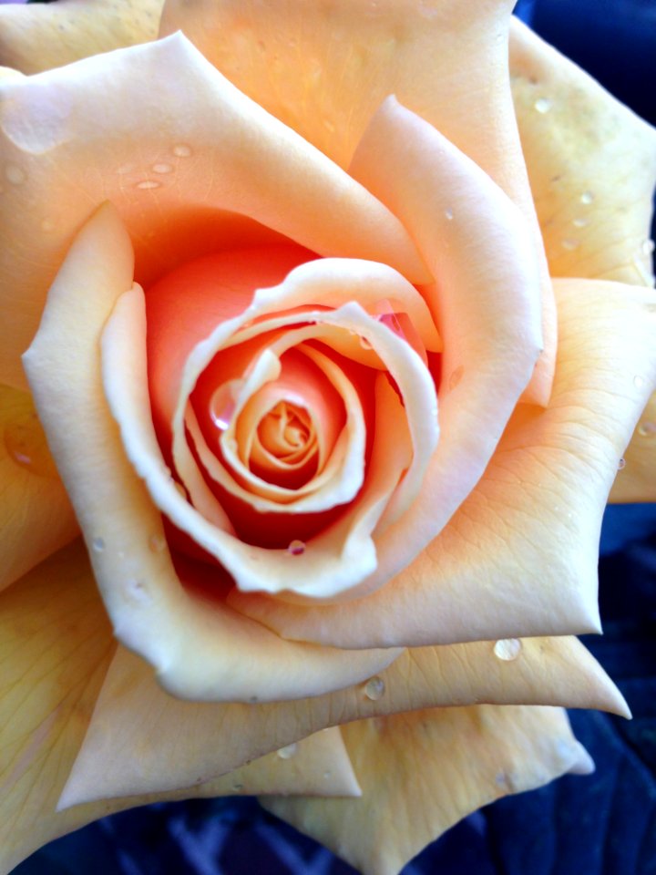 CAMILLE MORENOS - Rose Mlea