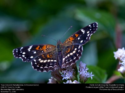 Texas Crescent (Nymphalidae Anthanassa Texana) photo