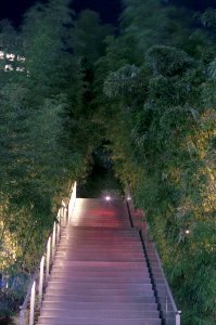 Bamboo Walkway Night