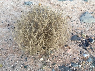 A Real Life Tumbleweed