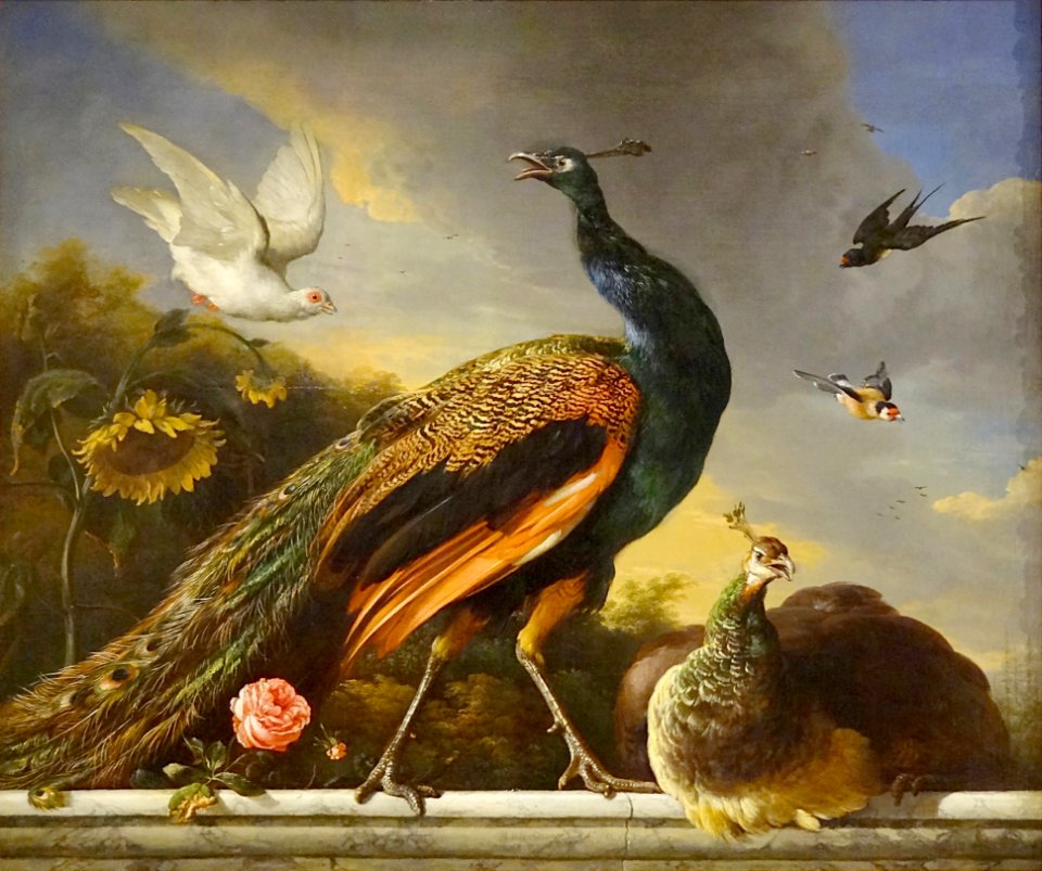 Paons Mle Et Femelle Melchior De Hondecoeter 1681 Muse Du Petit Palais Paris