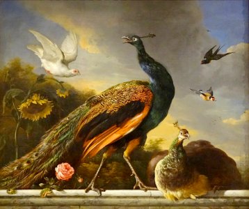 Paons Mle Et Femelle Melchior De Hondecoeter 1681 Muse Du Petit Palais Paris