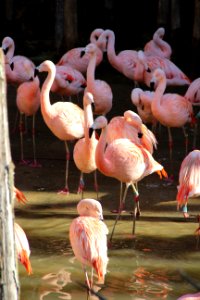 CAMILLE MORENOS - Flamants