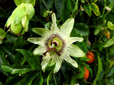 Passiflora Flower