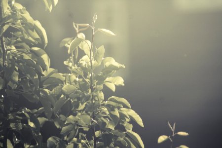 June Leaves