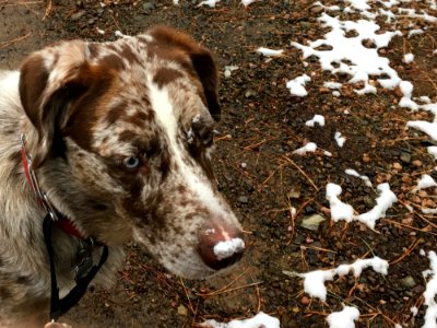 Look At Mr Snow Moustache photo