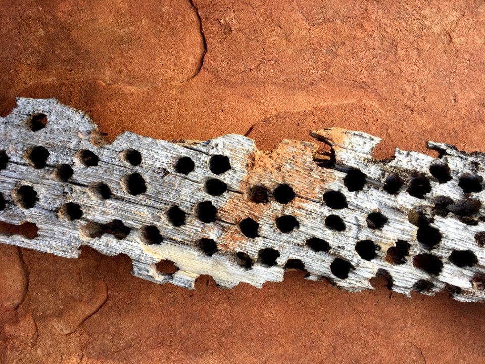 2016366332 Wholly Bark